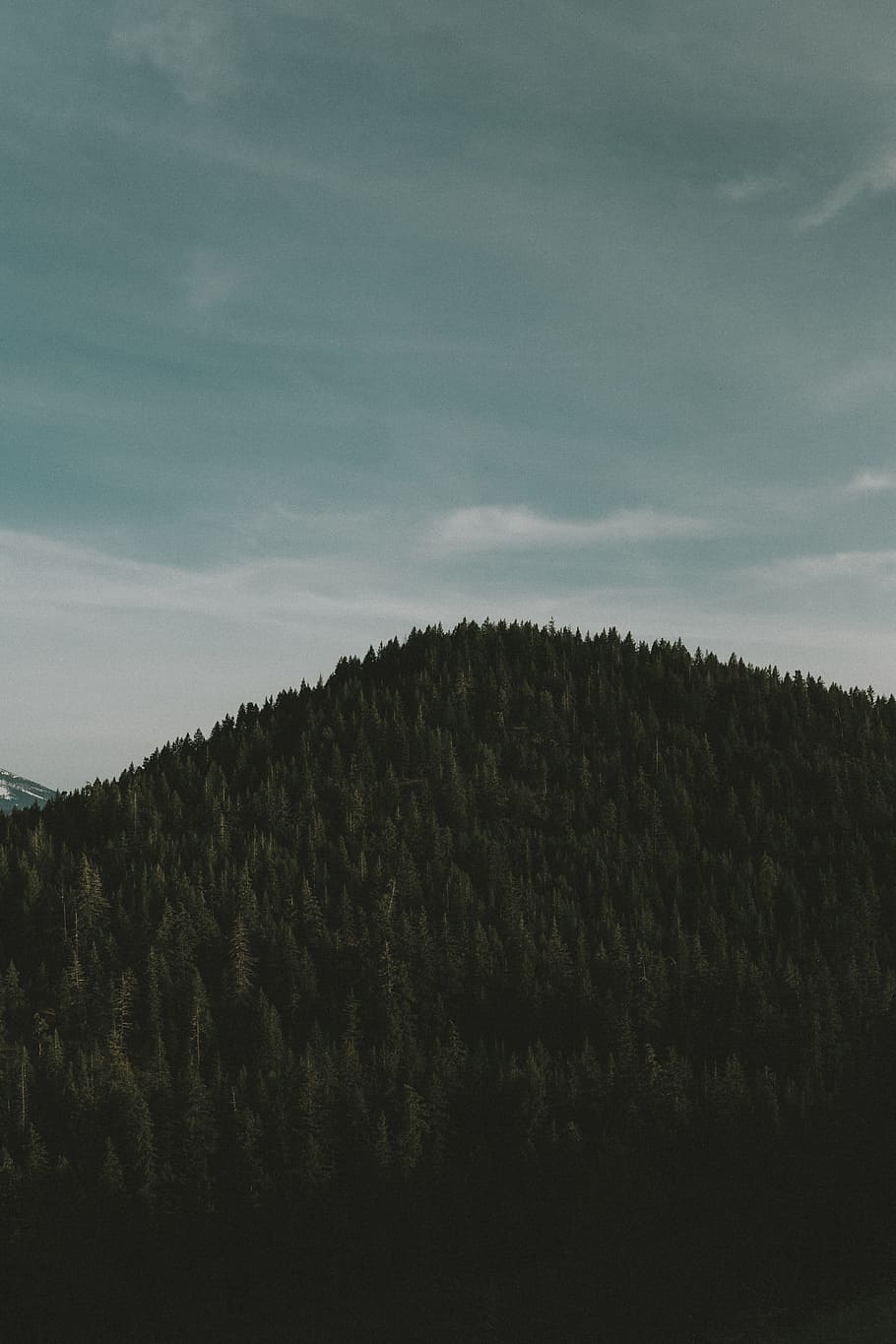 aerial photo of mountain with trees, landscape photography of tall green trees HD wallpaper