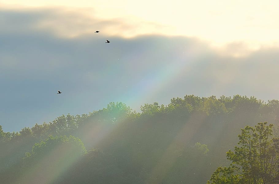 sunlight, rays, nature, sunny, bright, morning, sunrise, natural HD wallpaper