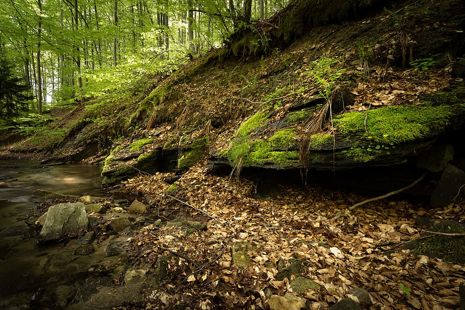wood, light, landscape, nature, creek, daylight, environment HD wallpaper