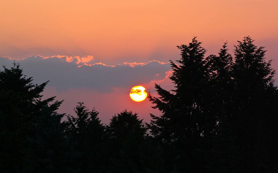 silhouette of trees during sunset, afterglow, clouds, sky, plant HD wallpaper
