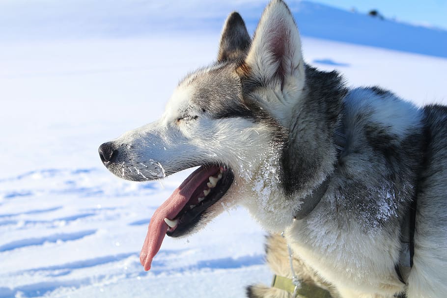 winter, snow, cold, dog, frosty, slide, dog sled, winter time HD wallpaper