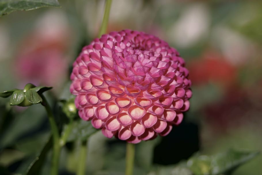 dalia, flower, pink, sphere, curled petals, spherical, dashing HD wallpaper
