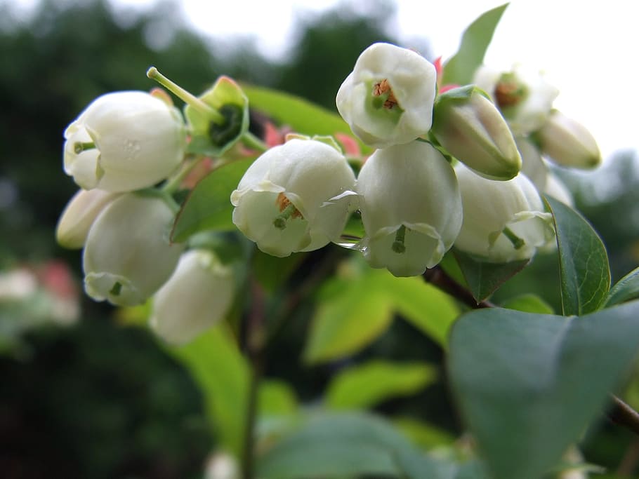 Bee, Bilberry, Flower, Pollination, Work, garden, insect, closeup HD wallpaper