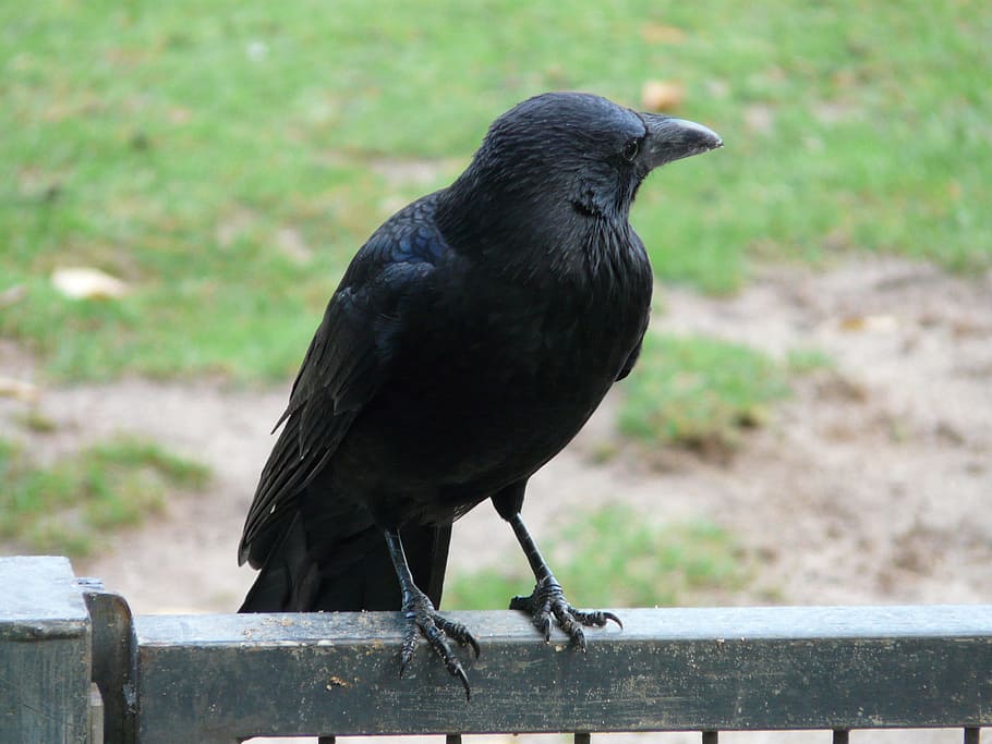 black crow on black steel bar, carrion crow, corvus corone, raven bird