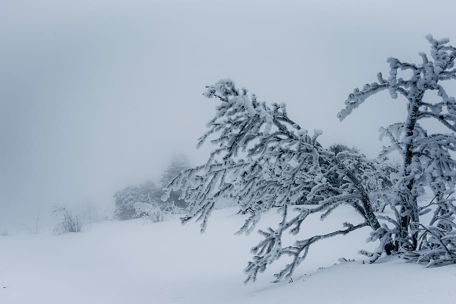 snow, winter, cold, frost, frozen, blizzard, tree, ice, weather HD wallpaper