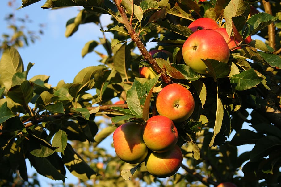 apple, natural, summer, have, fruit, healthy eating, food and drink HD wallpaper