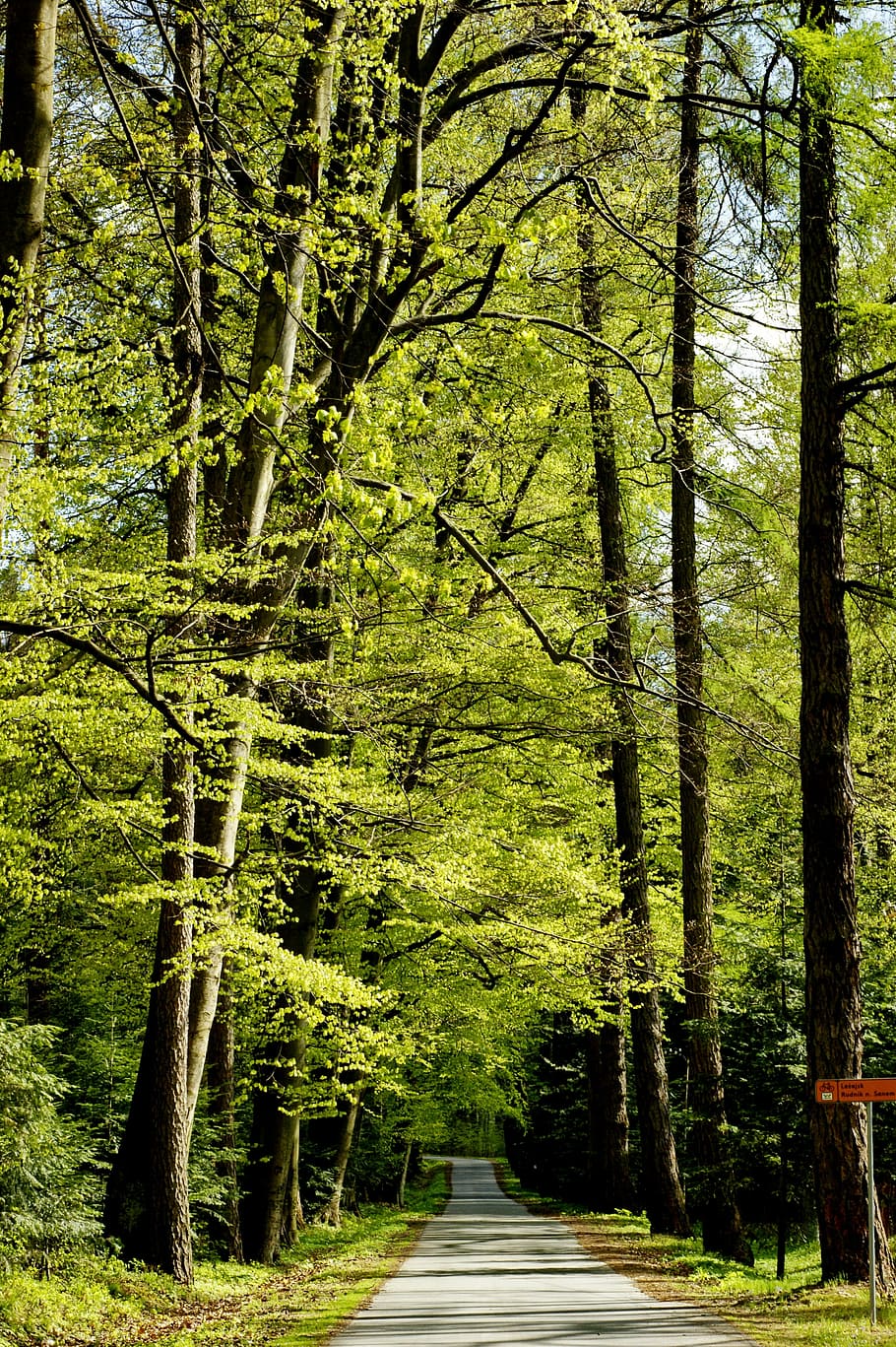 road, tree, forest, landscape, asphalt, route, green, countryside HD wallpaper
