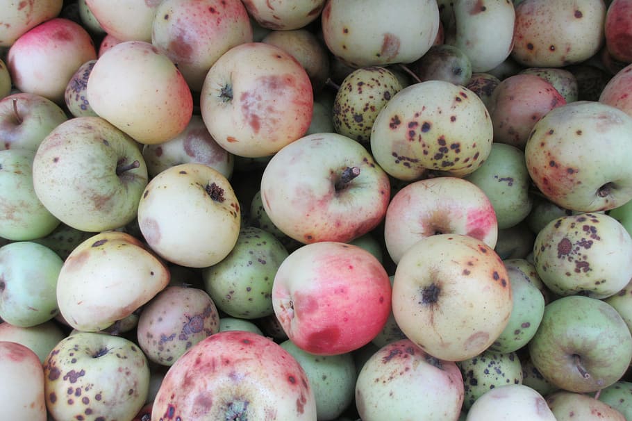 orchard, apple, apfelernte, food, healthy eating, food and drink HD wallpaper