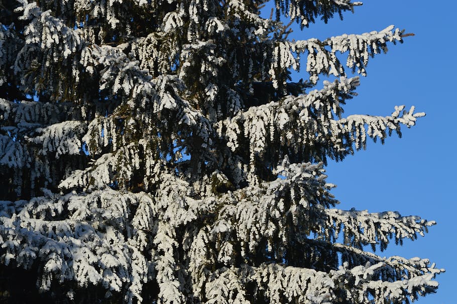 fir, tree, snow, winter, blue sky, cold, forest, environment HD wallpaper