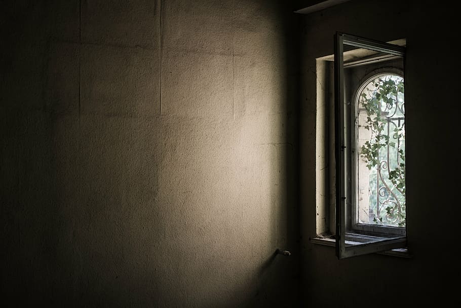 window during daytime, old, abandoned, ivy, overgrown, shadow HD wallpaper