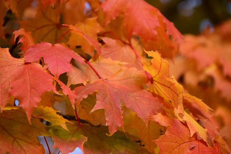 Leaves, Fall Foliage, Autumn, Leaf, yellow, fall color, forest HD wallpaper