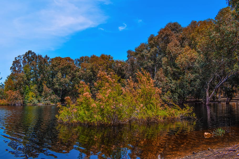 Lake, Forest, Park, Trees, Nature, landscape, scenery, wood HD wallpaper