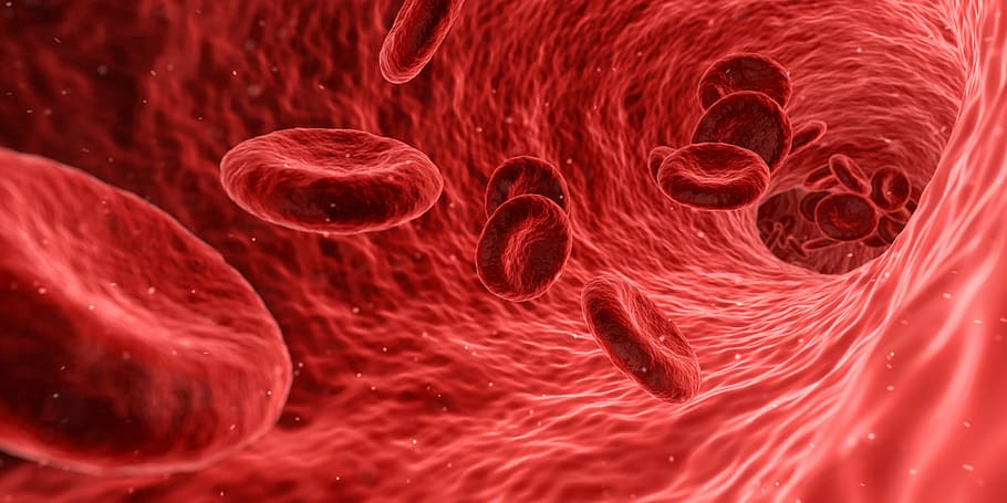 blood cells illustration, red, medical, medicine, anatomy, health, HD wallpaper