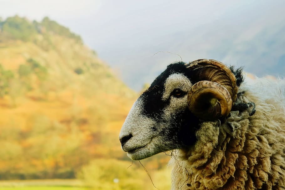 closeup photography of white and black sheep near mountain at daytime HD wallpaper