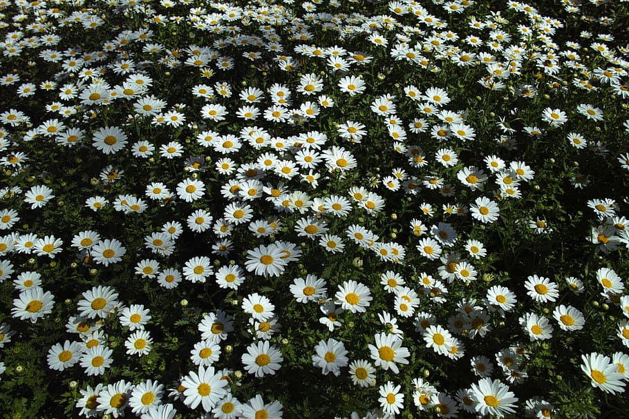 daisy, daisies, flower, macro, flowers, nature, macro chichewa HD wallpaper