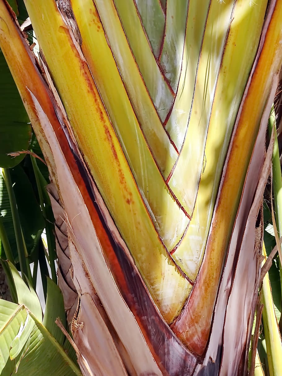 petioles, nesting, tree, flat palm, texture, color, exotic HD wallpaper