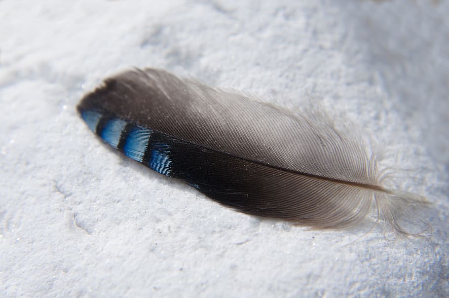 feather, macro, close, blue, nature, bird feather, blue-black HD wallpaper