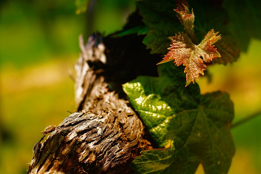wine, grapevine, read, vineyards, vines stock, nature, leaf HD wallpaper