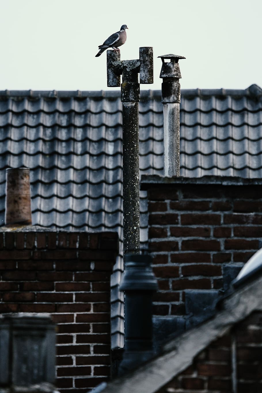 photo of bird near roof, brown bird perching on chimney, pole HD wallpaper