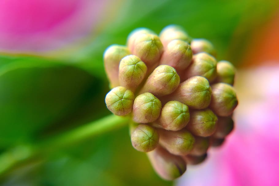 buds, flower, nature, green color, close-up, plant, growth HD wallpaper