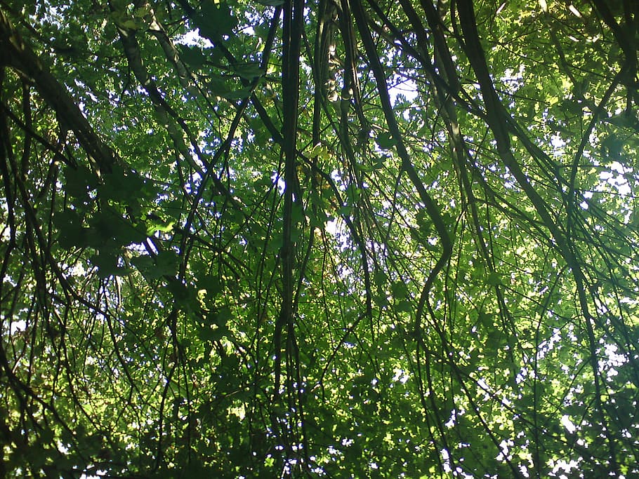tree, leaves, branches, green, nature, forest, leaf, summer HD wallpaper