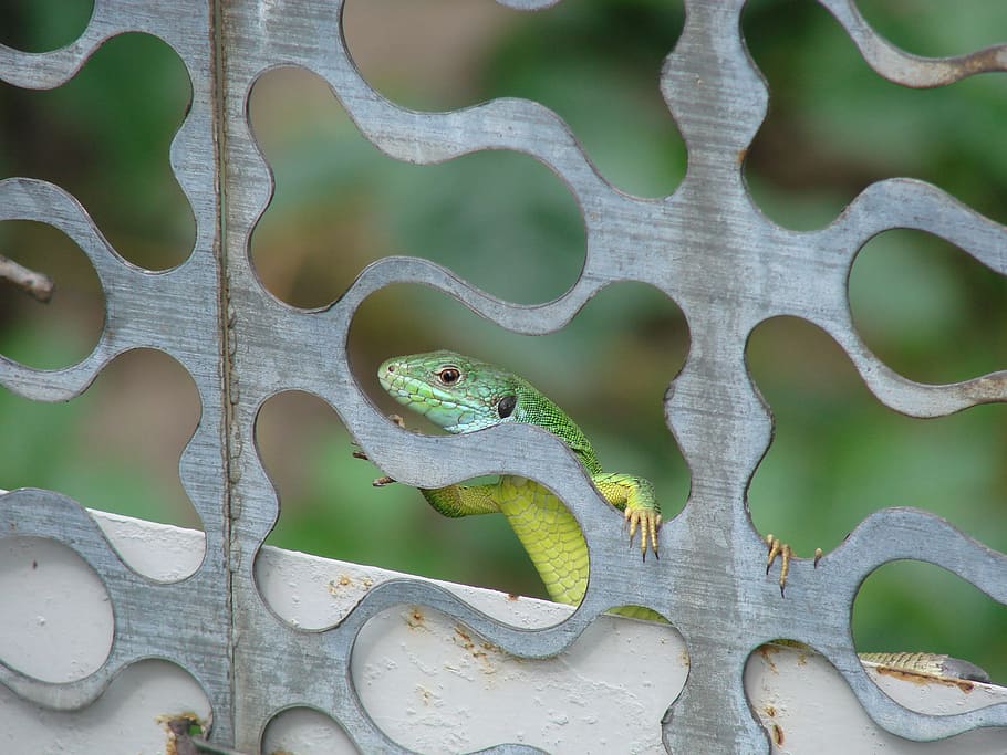 lizard, minidrakon, curious lizard, animal themes, animal wildlife HD wallpaper