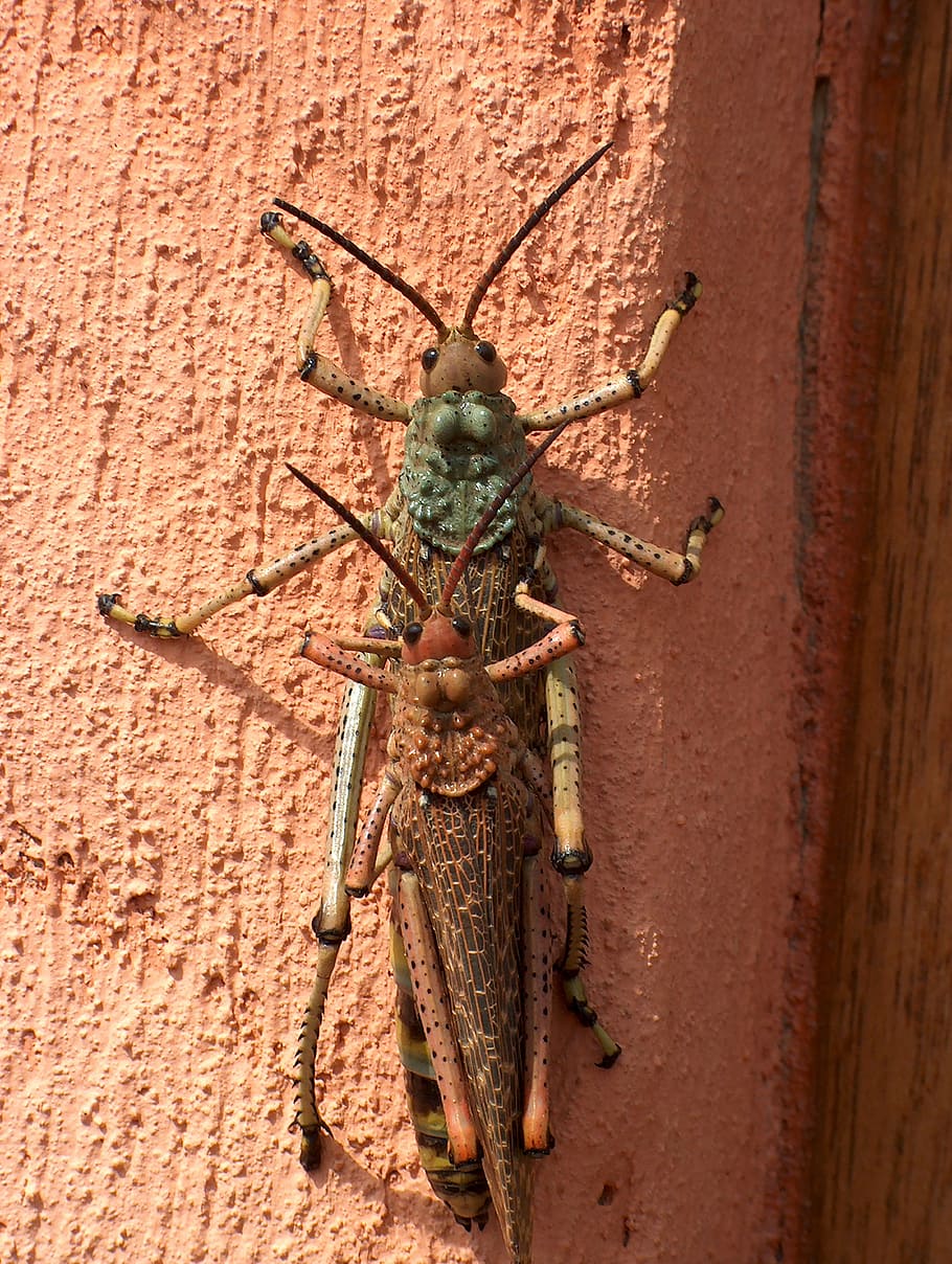 insect, macro, grasshopper, bug, locust, jump, antenna, close HD wallpaper