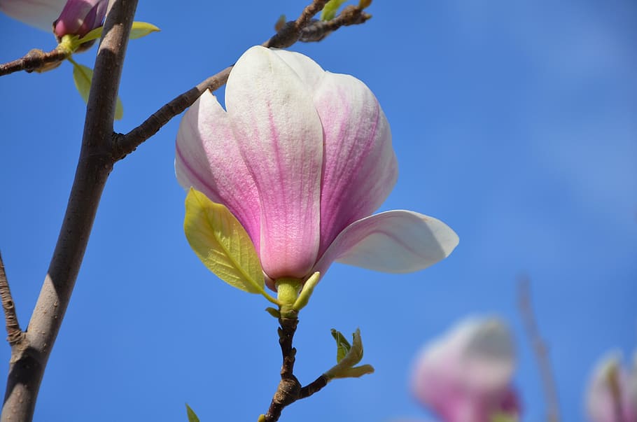 tree, flower, nature, blue, sky, green, spring, season, summer HD wallpaper