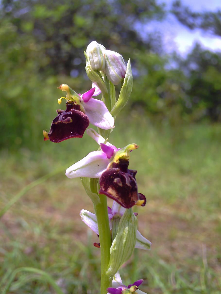 orchid, bee orchid, thuringia germany, flower, wild, flora HD wallpaper