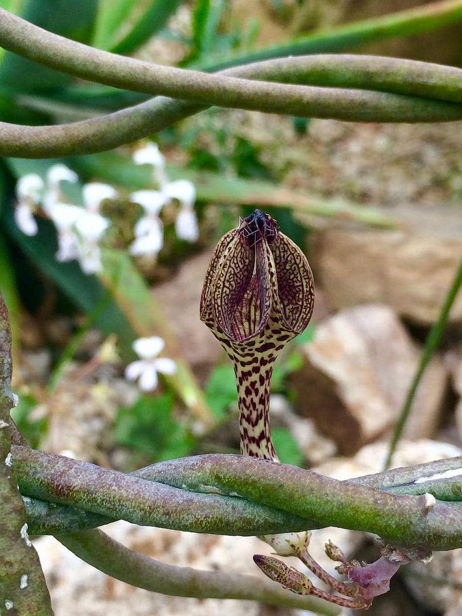 macro, plant, stem, nature, flower, garden, botany, botanical HD wallpaper