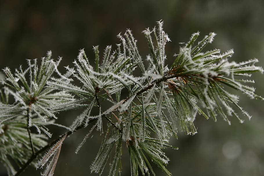winter, pine, hoarfrost, green, conifer, branch, trees, cold HD wallpaper
