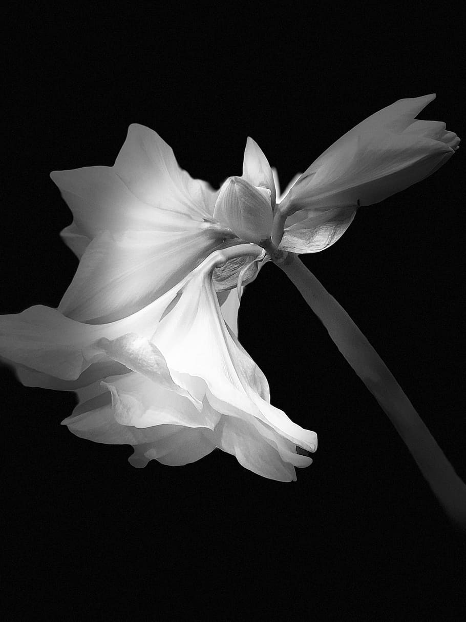 flower, nature, flora, desktop, beautiful, flowering plant HD wallpaper