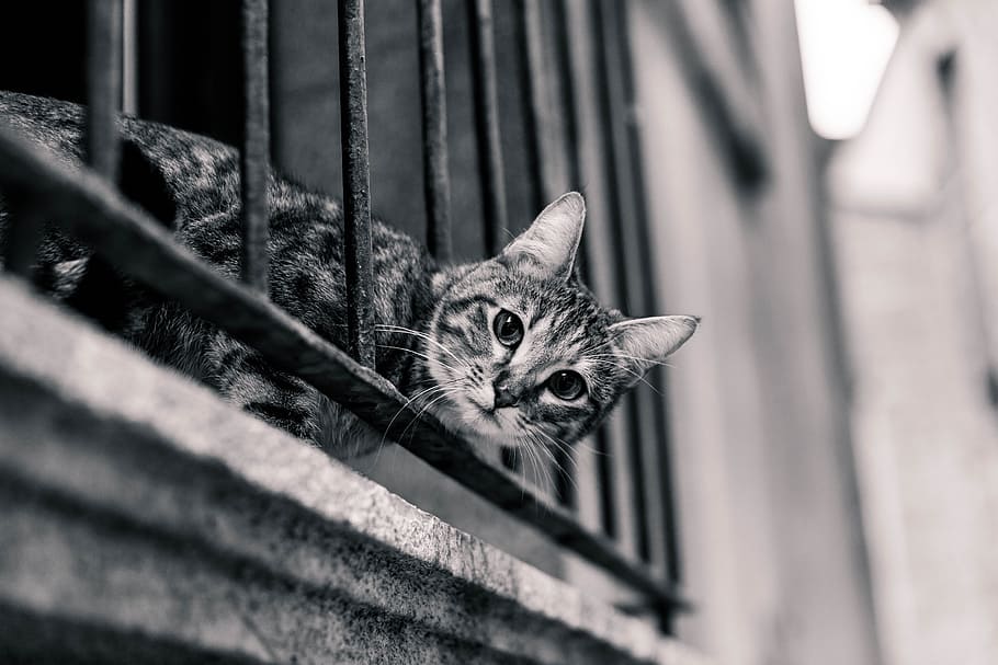 grayscale selective focus photography of tabby cat, pet, animals HD wallpaper