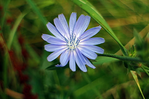 chicory, blossom, bloom, flower, violet, light purple, common chicory HD wallpaper
