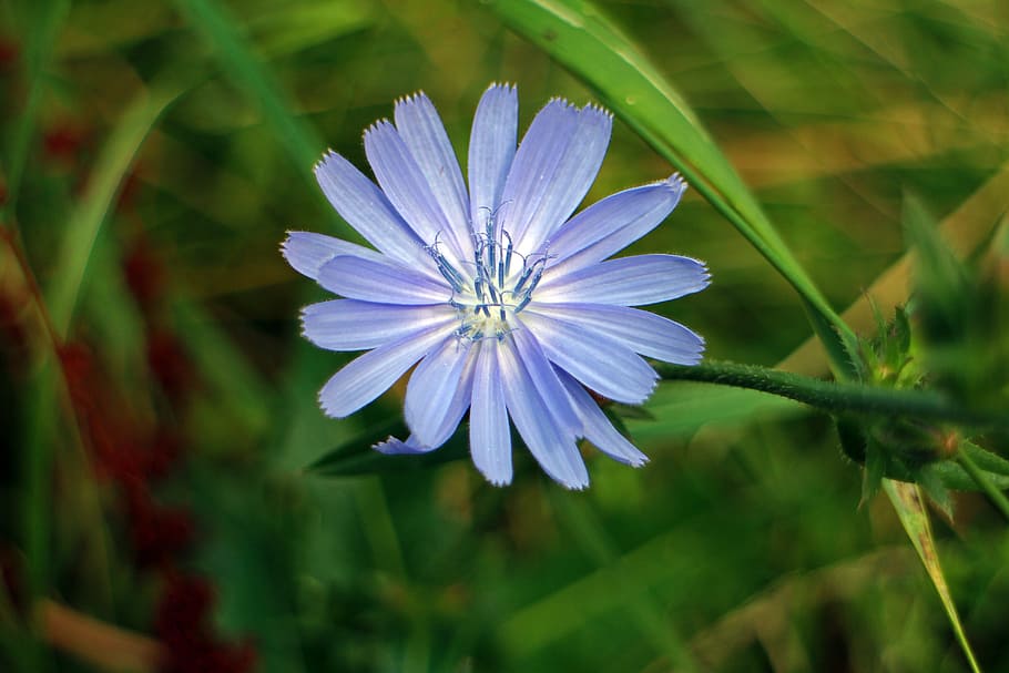 chicory, blossom, bloom, flower, violet, light purple, common chicory HD wallpaper