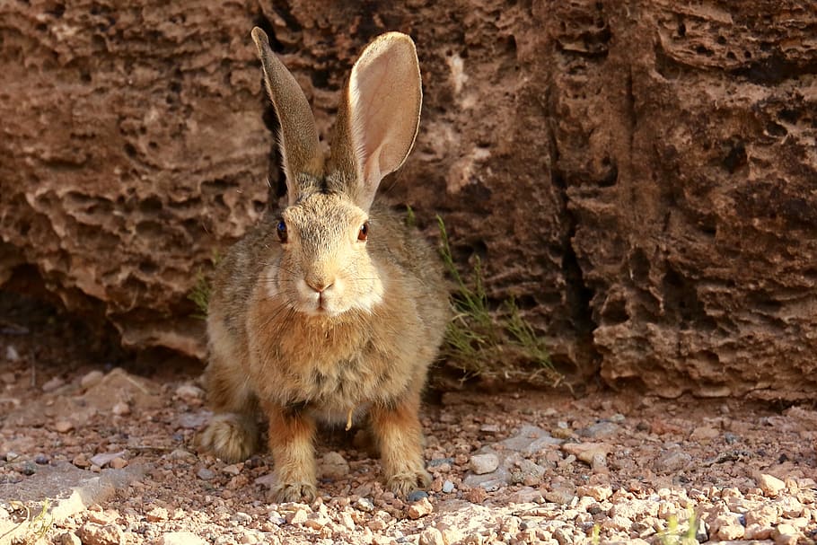 desert cottontail, rabbit, bunny, hare, animal, mammal, wildlife HD wallpaper