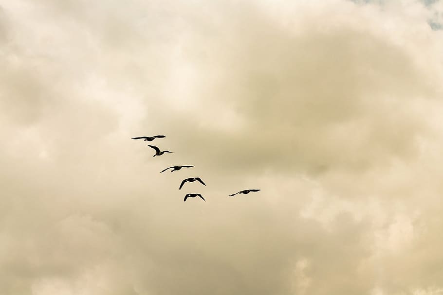 birds, animals, sky, clouds, flying, animal wildlife, cloud - sky HD wallpaper