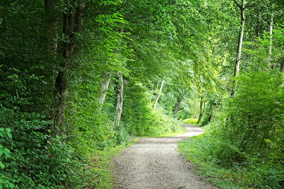 Away, Forest, Path, Nature, Trees, forest path, trail, forest road HD wallpaper