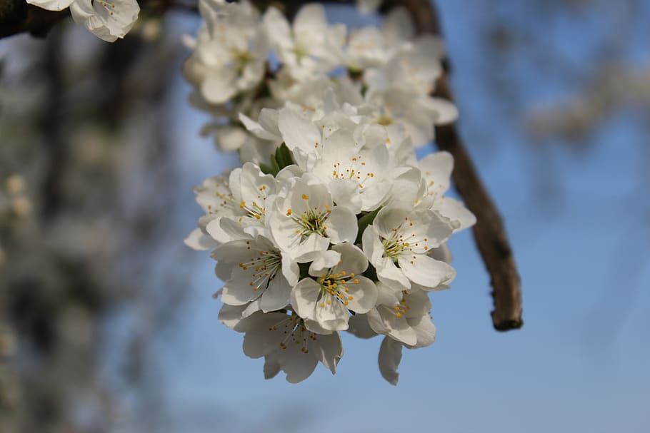 flower, tree, branch, cherry, flowering plant, fragility, beauty in nature HD wallpaper