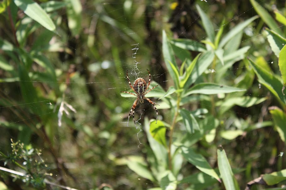 Spider, Cobweb, Network, Nature, Insect, close, animal, garden spider HD wallpaper