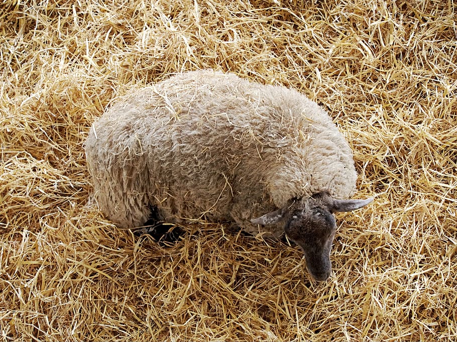 sheep, above, straw, wool, grazing, animal, farm, domestic, HD wallpaper