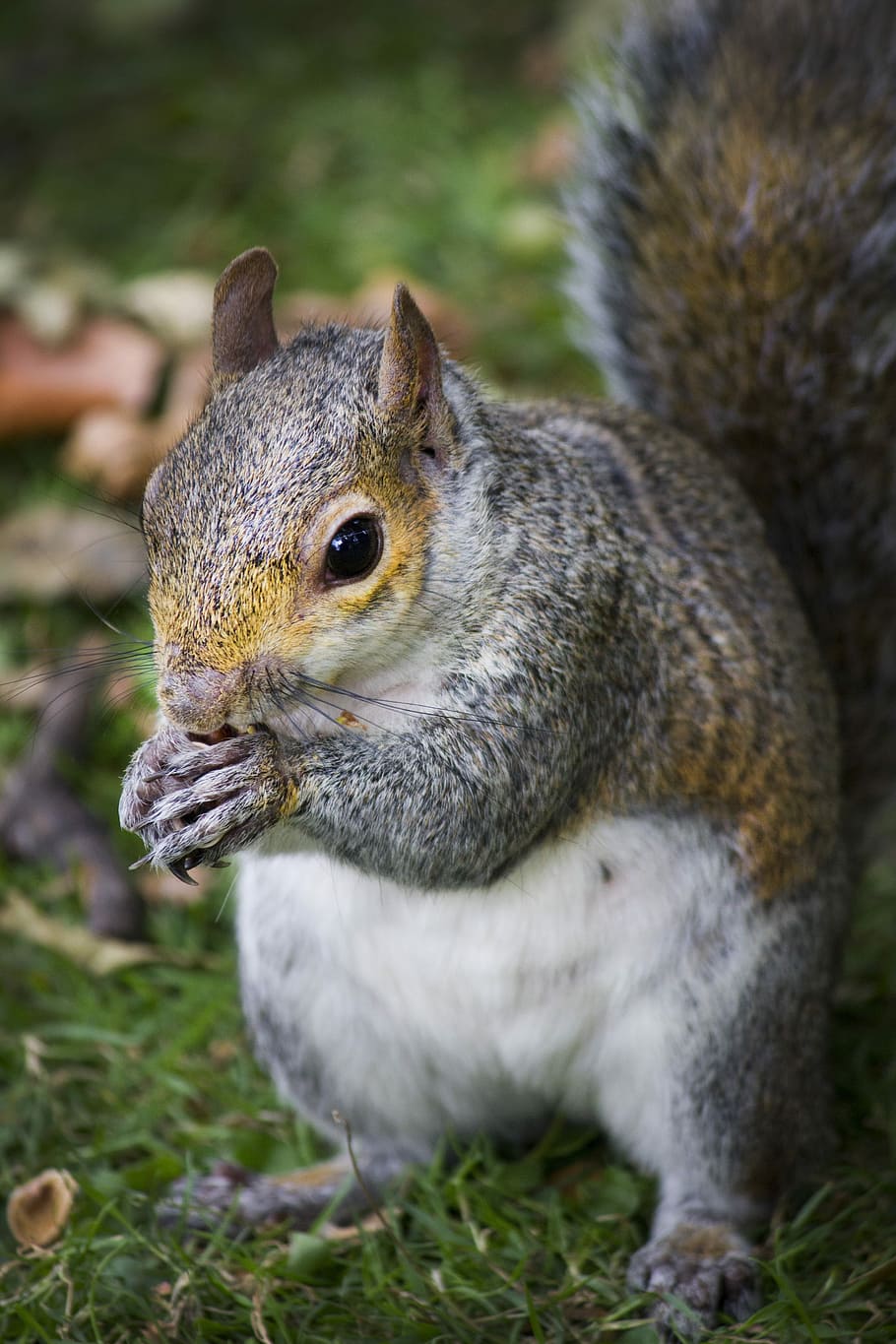 Squirrel, Peanut, Autumn, park, one animal, animals in the wild HD wallpaper