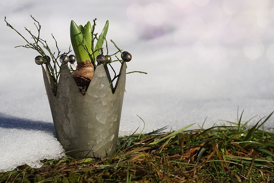 green leaf plant in gray crown pot, nature, grass, growth, winter