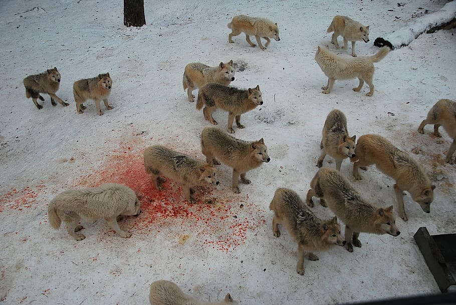 pack of wolves on snow, wolf, wild, wildlife, predator, animal HD wallpaper