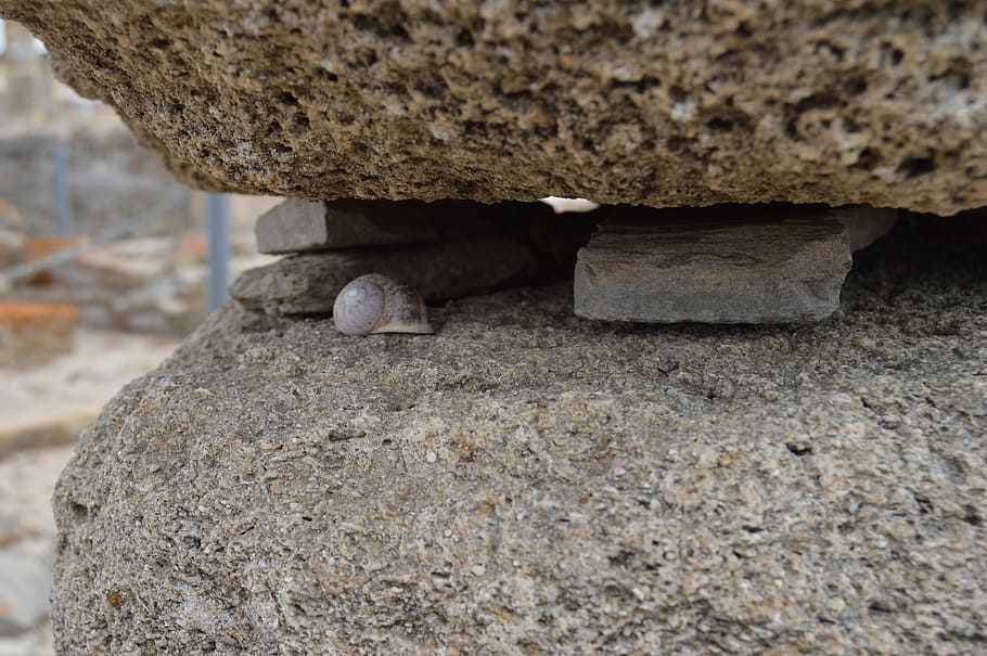 snail, details, stone, rock, solid, rock - object, textured HD wallpaper