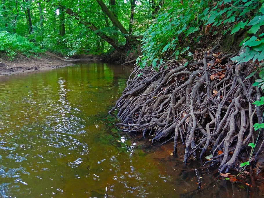Root, Forest, River, Bach, Bank, riverside, brook, jungle, tree HD wallpaper