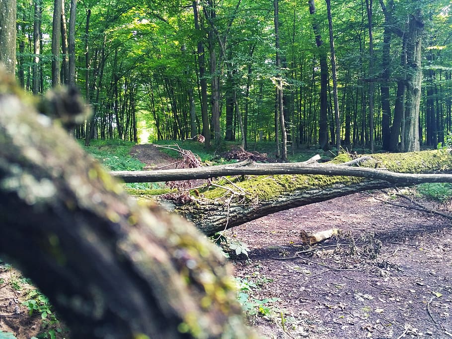 nature, forest, trees, grass, daylight, ground, moss, pathway HD wallpaper