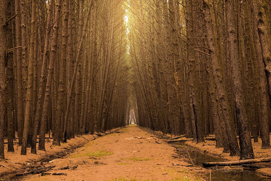 brown empty road between trees, forest, flying, path, wood HD wallpaper