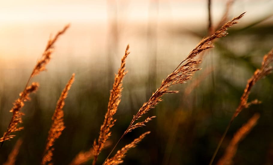 Grass, Weed, Wild, Inflorescence, flowers, flora, floral, vegetation HD wallpaper
