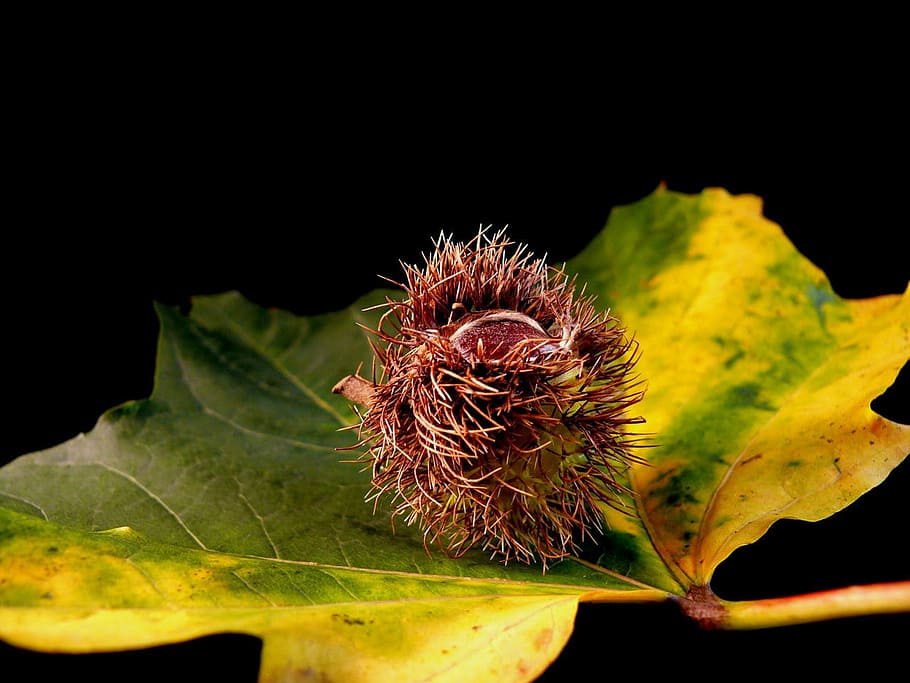 leaf, flora, nut, nuts, food, tree, autumn, winter, england HD wallpaper